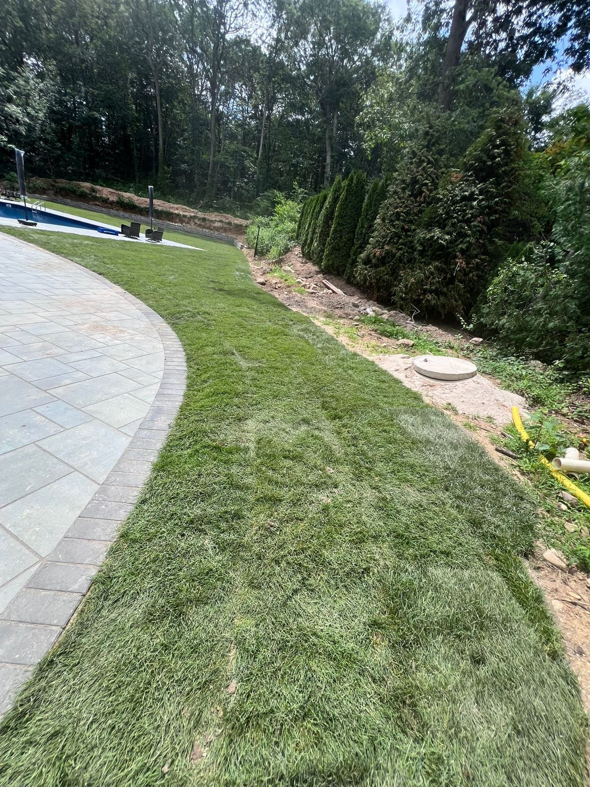 Backyard and Poolside Lawn in Elizabeth: finished lawn (2 of 9)