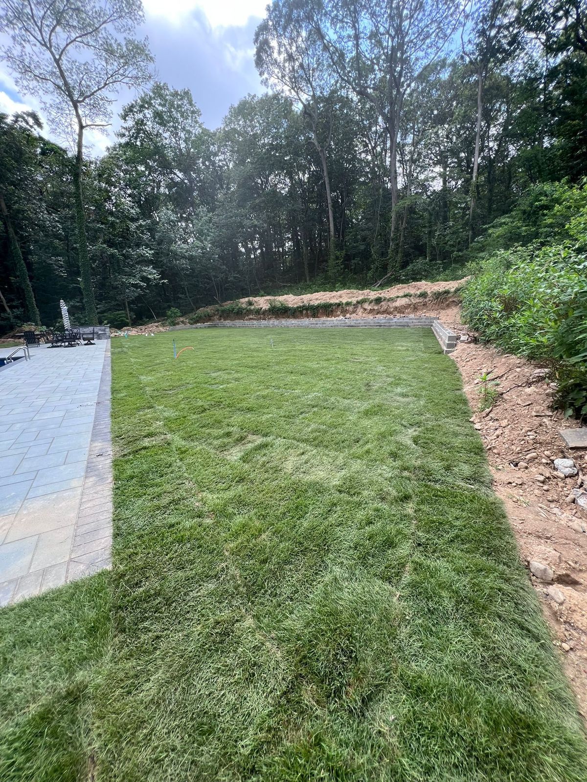 Backyard and Poolside Lawn in Elizabeth: finished lawn (3 of 9)