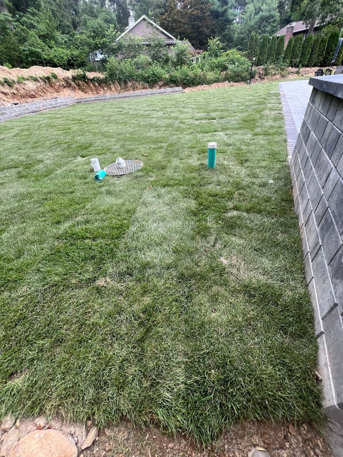 Backyard and Poolside Lawn in Elizabeth: finished lawn (4 of 9)
