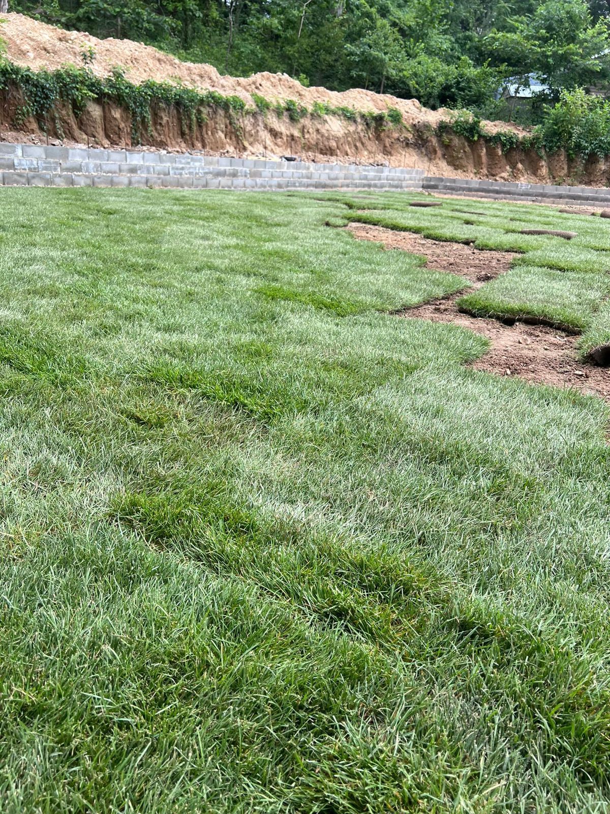 Backyard and Poolside Lawn in Elizabeth: finished lawn (5 of 9)