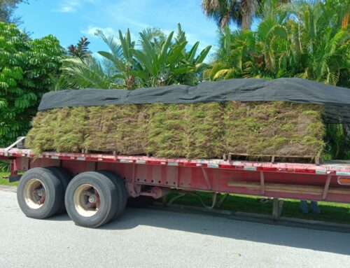 Enhancing Curb Appeal: Transform Your Property with Stunning Sod Solutions