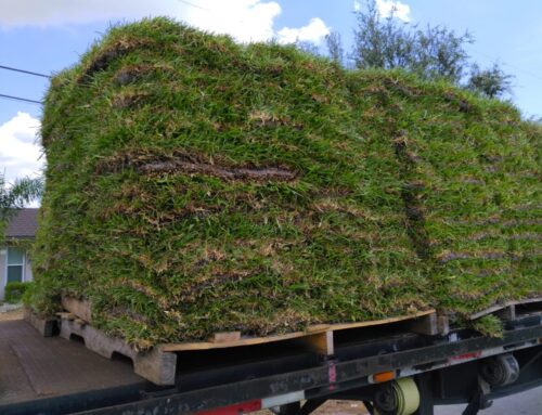 What Factors Impact the Price of a Pallet of Sod in New Jersey?