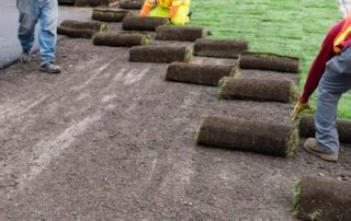 laying out fresh sod