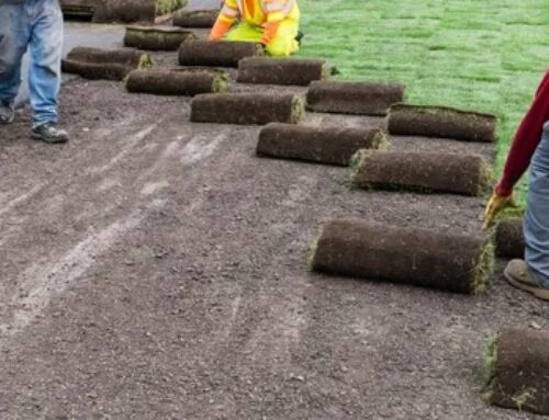 Watering New Sod – A Week-by-Week Breakdown