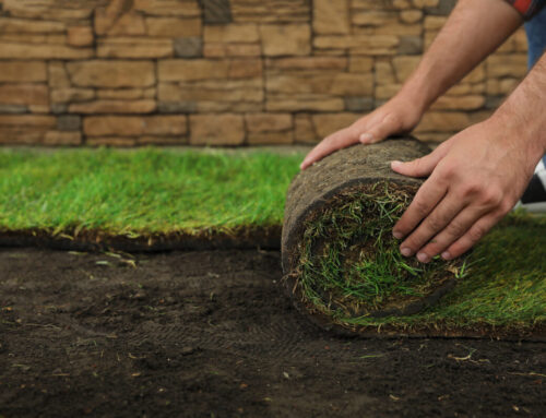 Fescue vs. Kentucky Bluegrass: Which Sod is Best for Your New Jersey Lawn?