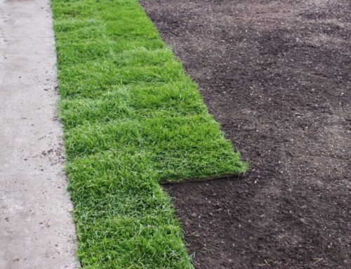 Best Sod for Shady Lawns in New Jersey: Comparing Fescue and Zoysia