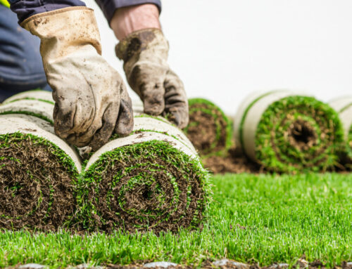 Can You Lay Sod in the Rain? Pros, Cons & Timing Tips