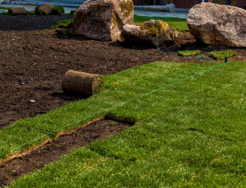 Lawn Sod Installation Mistakes to Avoid for Lasting Results