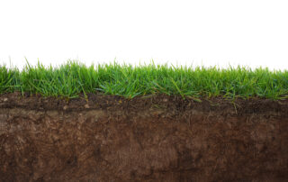 grass and roots