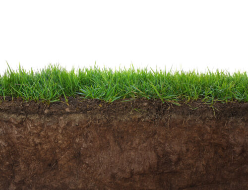 How to Choose the Right Sod for Sloped Lawns