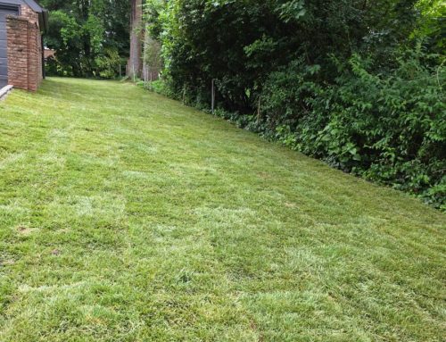Sod Watering Schedule After Installation in New Jersey: First 30 Days