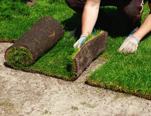 Fall Sodding in New Jersey: Why October Is Ideal for Installation