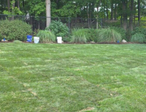 Residential Sod Installation vs. Seeding: Cost, Time and Lawn Health Compared