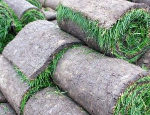 Fresh Sod Delivery Tips to Keep Your Lawn Healthy From Day One
