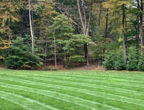 Fresh Sod Delivery Tips to Keep Your Lawn Healthy From Day One