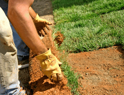 Purchasing Sod: What to Look for in Quality, Price and Service