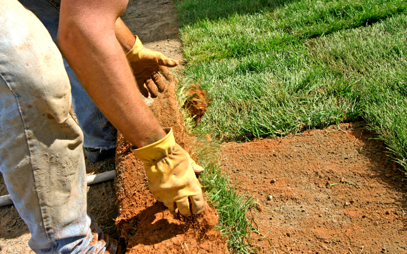 laying down fresh sod