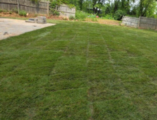 What to Expect From Professional Sod Delivery and Installation