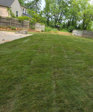 Fresh sod installation in a residential lawn