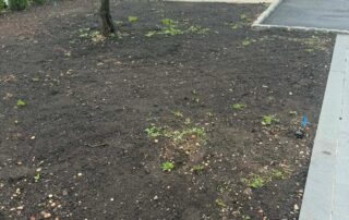Fresh New Jersey sod lawn after installation, relevant to Ocean County timing, delivery access, and coastal watering guidance