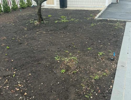 Sod Installation in Ocean County NJ: Coastal Timing, Delivery, and Watering Tips