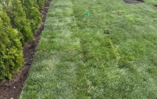 Finished New Jersey sod installation showing a healthy lawn after proper summer timing, prep, and watering