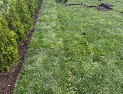 Summer Sod Installation in New Jersey: When It Works and When to Wait